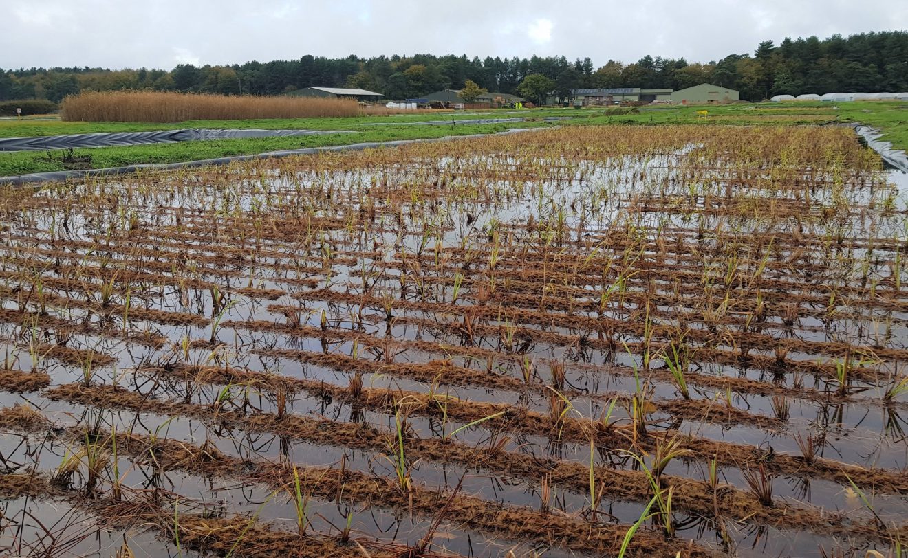 pre-estatblished-coir-rolls