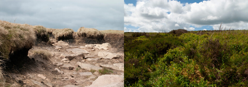 Damaged-peat-bog-versus-a-healthy-peat-bog