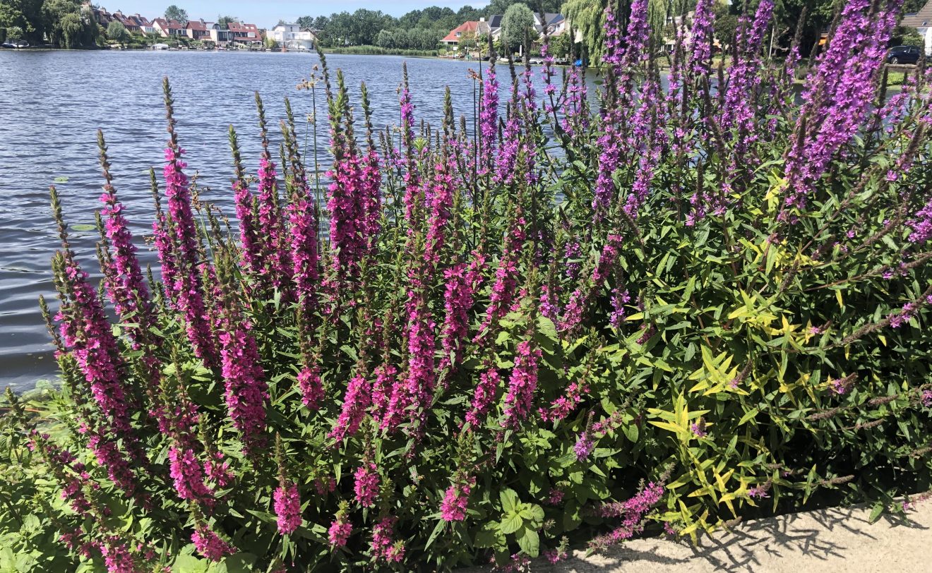 floating-islands-plants