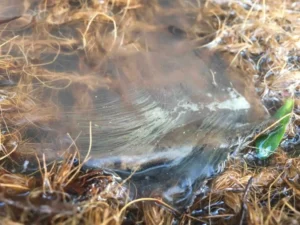 SiltMat-in-stream-slowing-and-traping-muddy-water