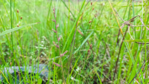 selective focus on beautiful flower of grass