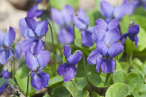 Viola palustris (marsh violet) flowers