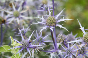 Closeup of eryngium amethystinum,amethyst eryngob or sea thistle