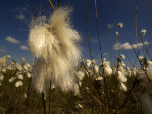 cotton grass